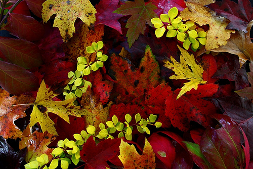 Fall Foliage Leaves
